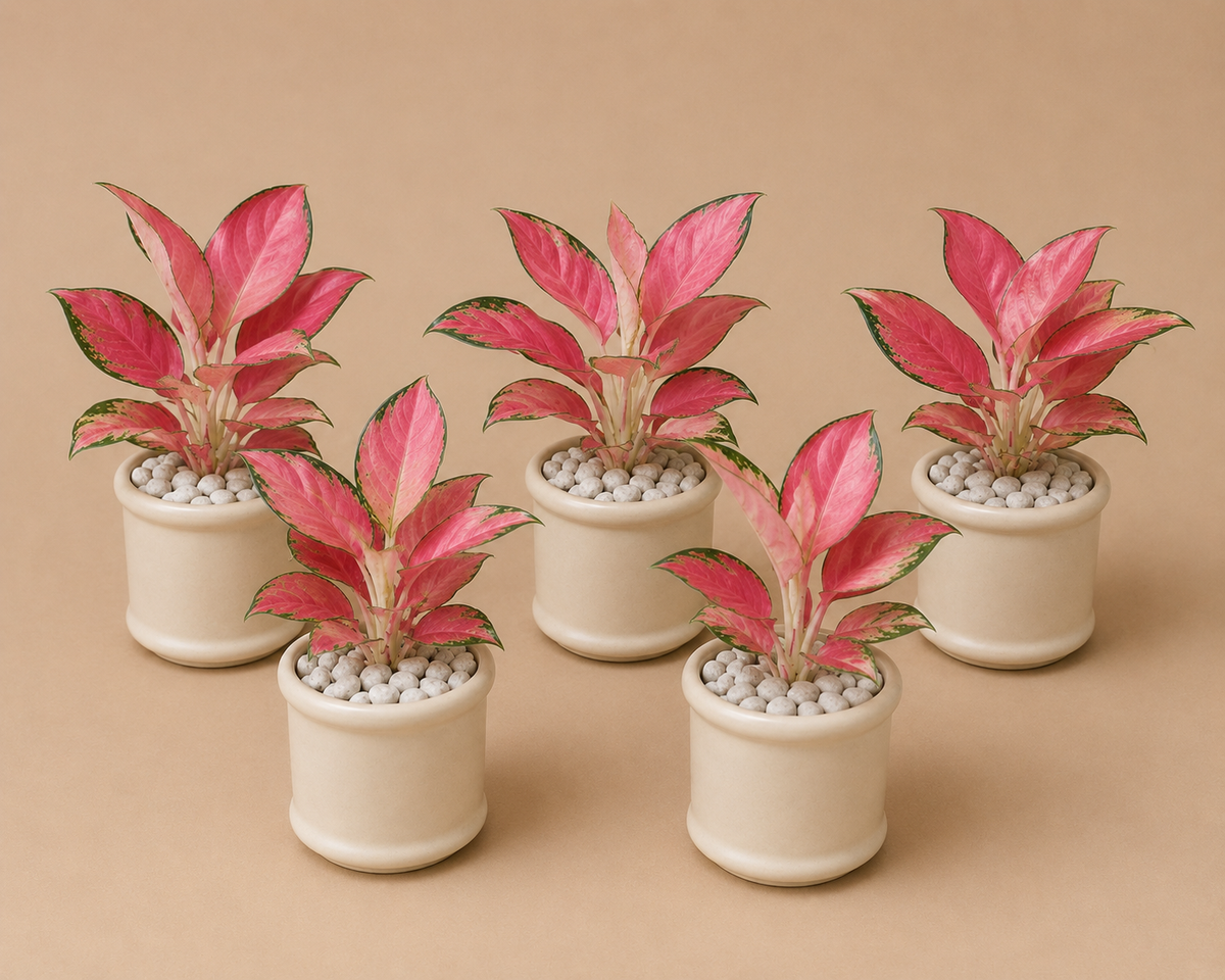 5 Aglaonema Pink Lady - Ceramic Pillar Style Creme Pot