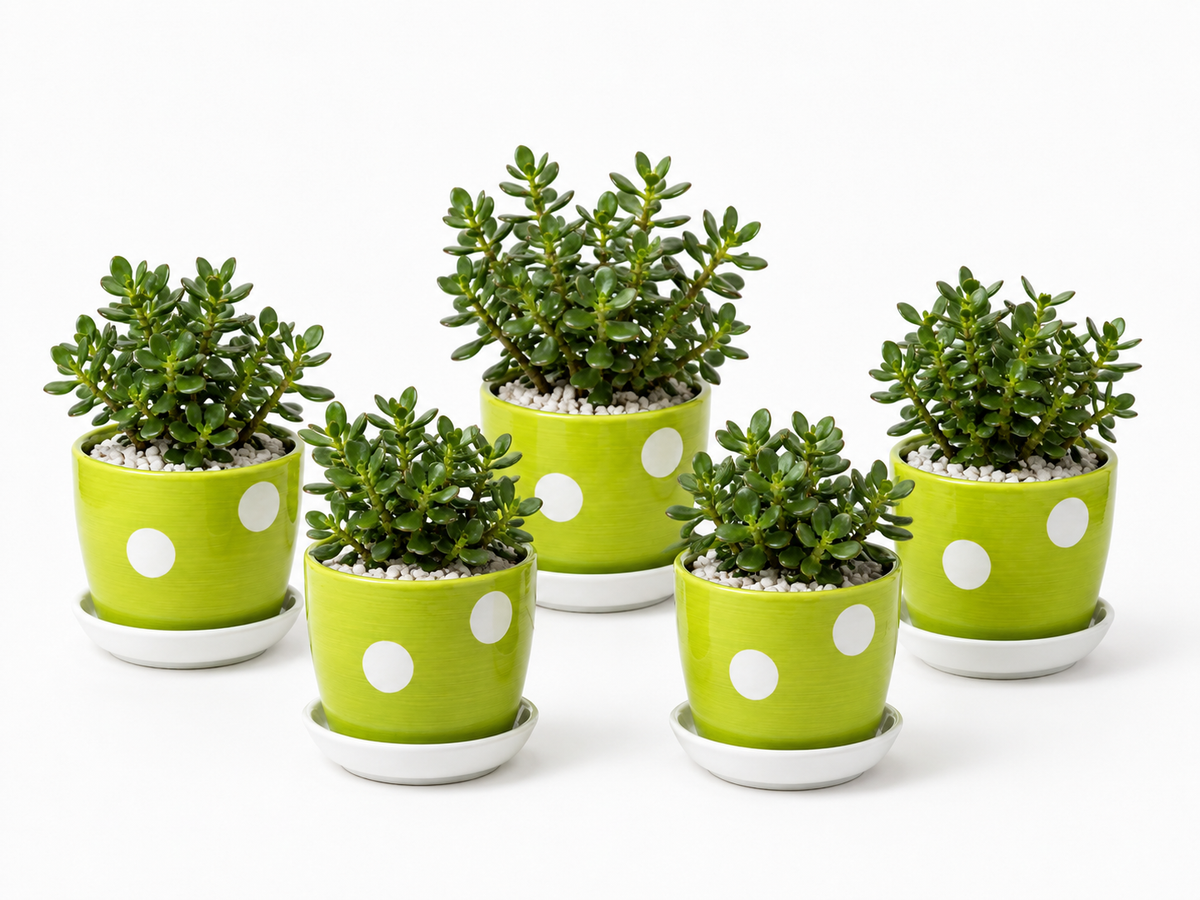 5 Jade Plants - Ceramic Polka Dots Pot