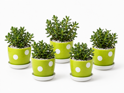 5 Jade Plants - Ceramic Polka Dots Pot