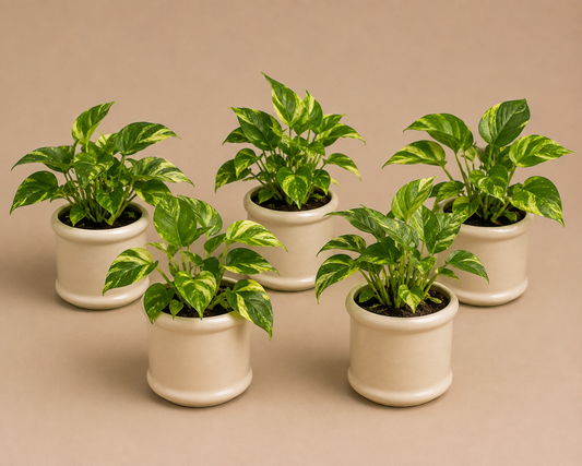5 Marble Queen - Ceramic Pillar Style Creme Pot