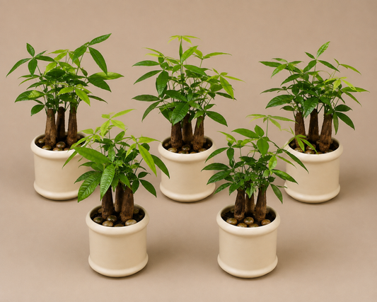 5 Pachira Bonsai - Ceramic Pillar Style Creme Pot
