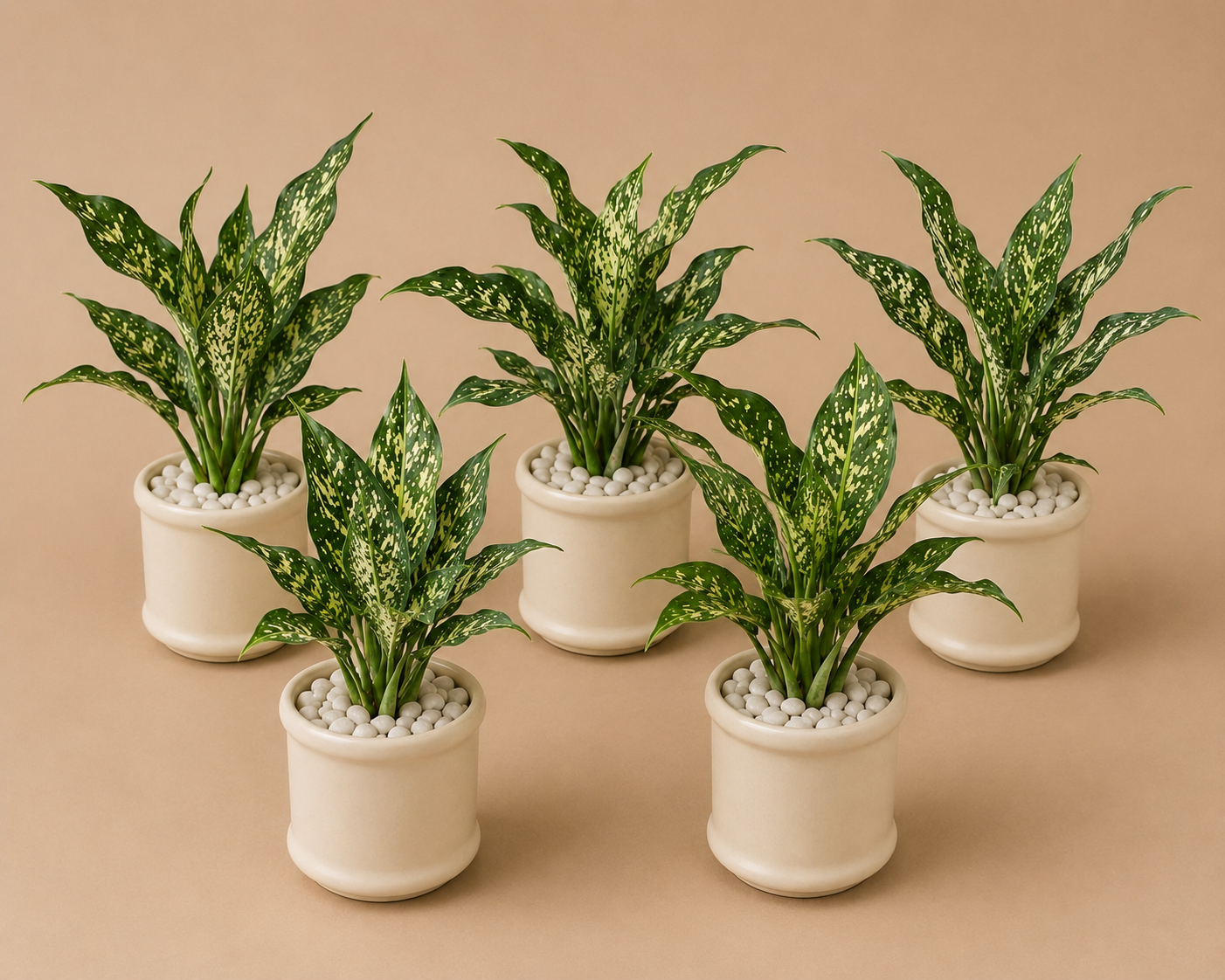 5 Aglaonema Snow White - Ceramic Pillar Style Creme Pot