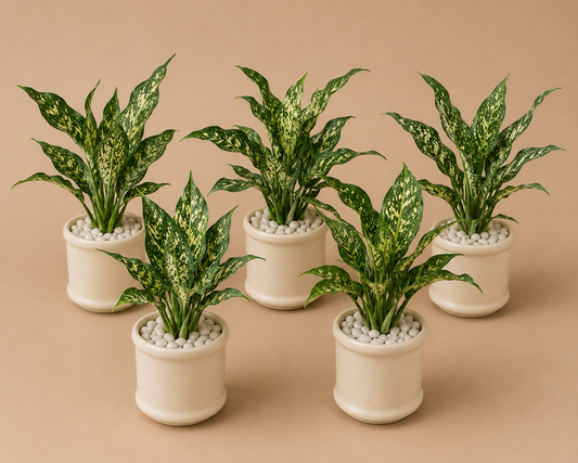 5 Aglaonema Snow White - Ceramic Pillar Style Creme Pot