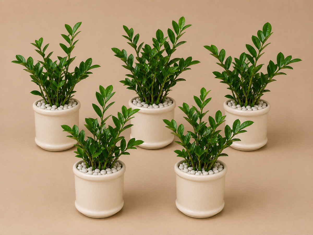 5 Zamia Palm - Ceramic Pillar Style Creme Pot