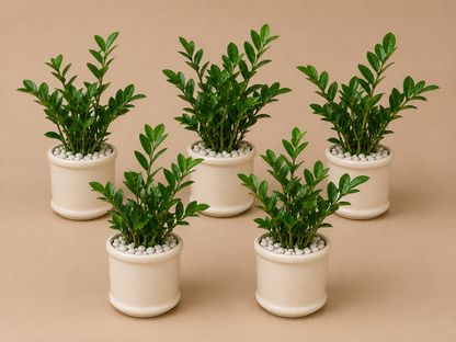 5 Zamia Palm - Ceramic Pillar Style Creme Pot