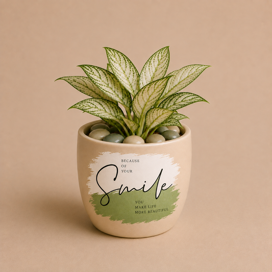 Celebrations - Aglaonema White Legacy in Printed Ceramic Pot