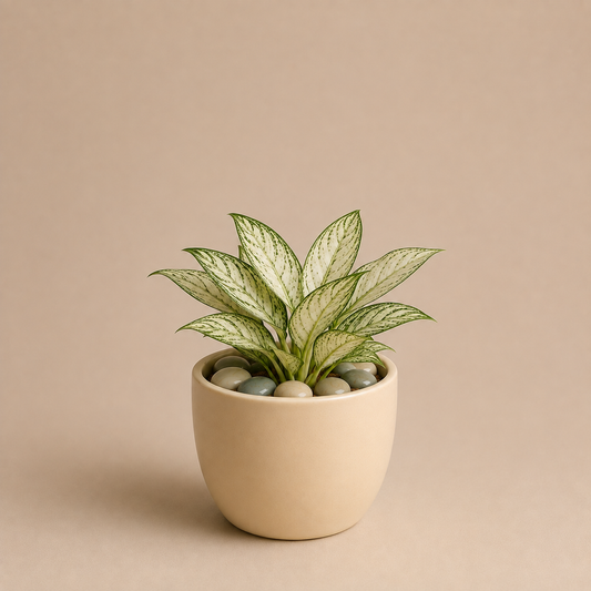 Celebrations - Aglaonema White Legacy in Ceramic Pot