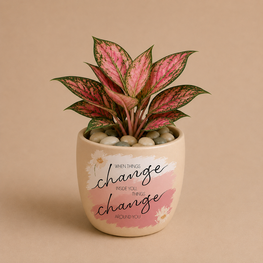 Celebrations - Aglaonema Anjuman in Ceramic Printed Pot