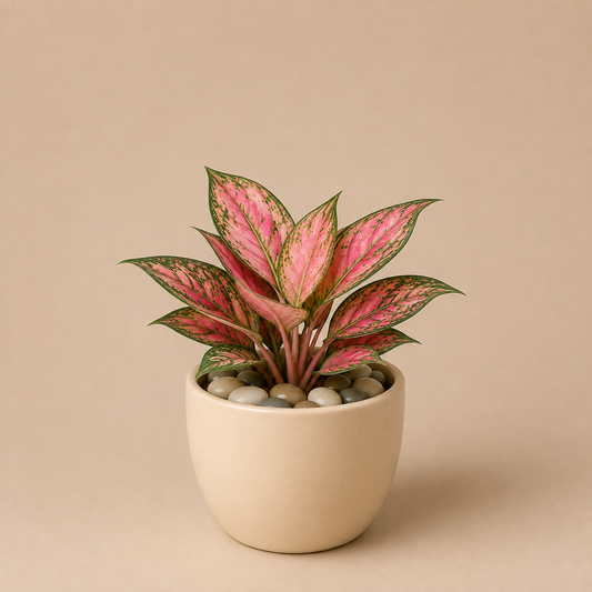 Celebrations - Aglaonema Anjuman in Ceramic Pot