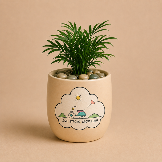 Celebrations - Chamaedorea Elegans in Ceramic Printed Pot