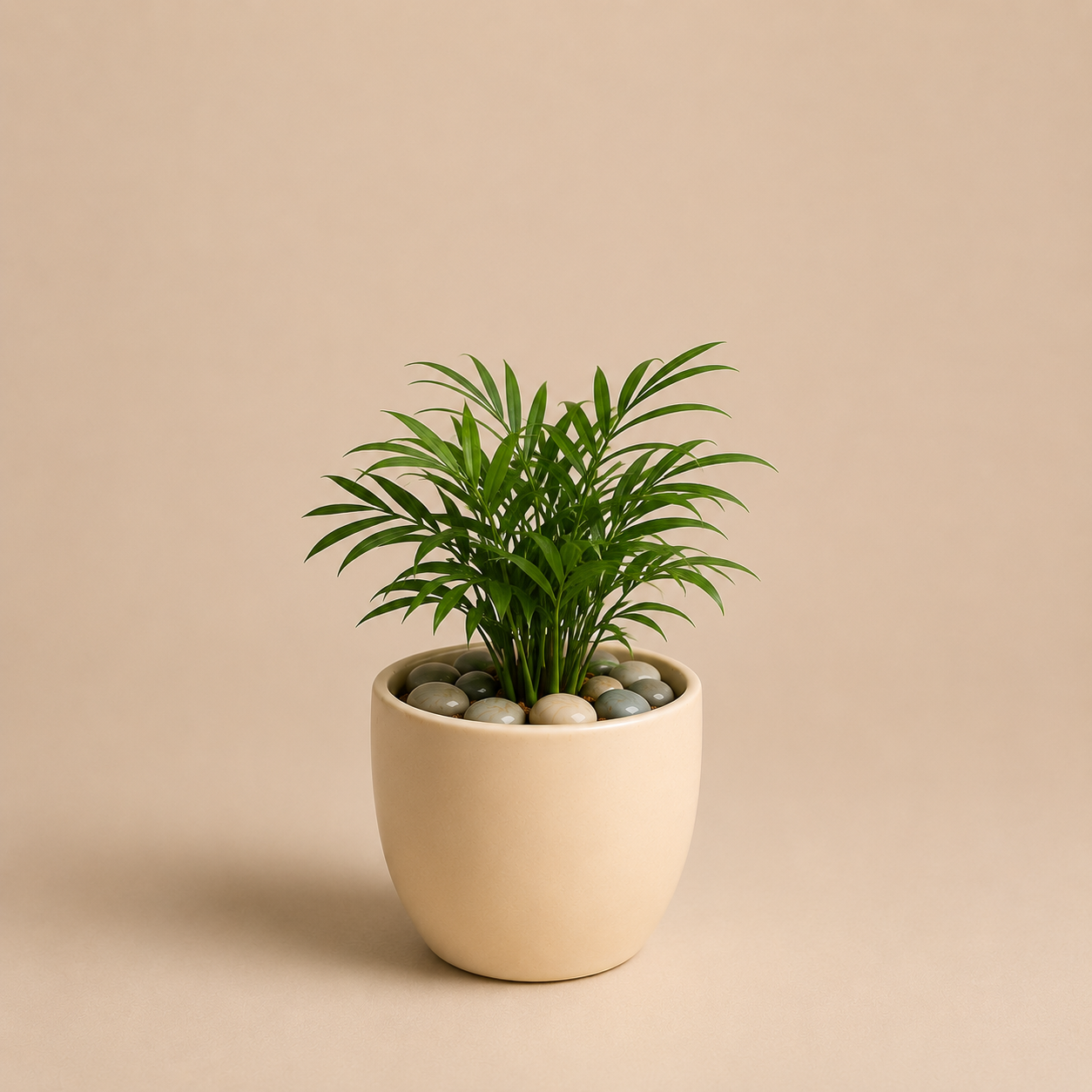 Celebrations - Chamaedorea Elegans in Ceramic Pot
