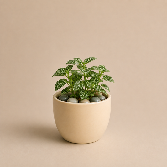 Celebrations - Fittonia White Vein in Ceramic Pot