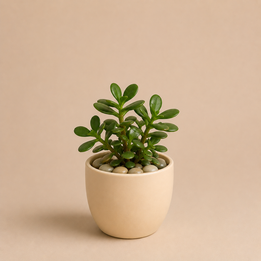Celebrations - Jade in Ceramic Pot