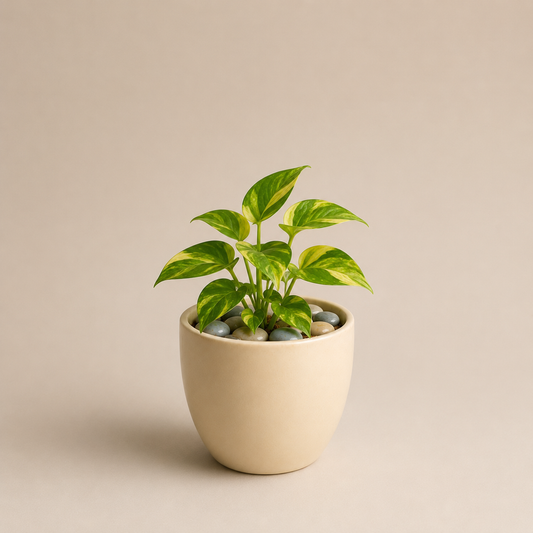 Celebrations - Money Plant in Ceramic Pot