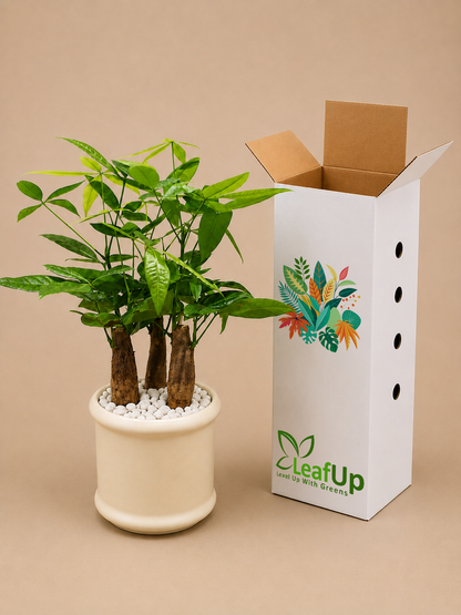 Pachira Bonsai - Ceramic Pillar Style Creme Pot