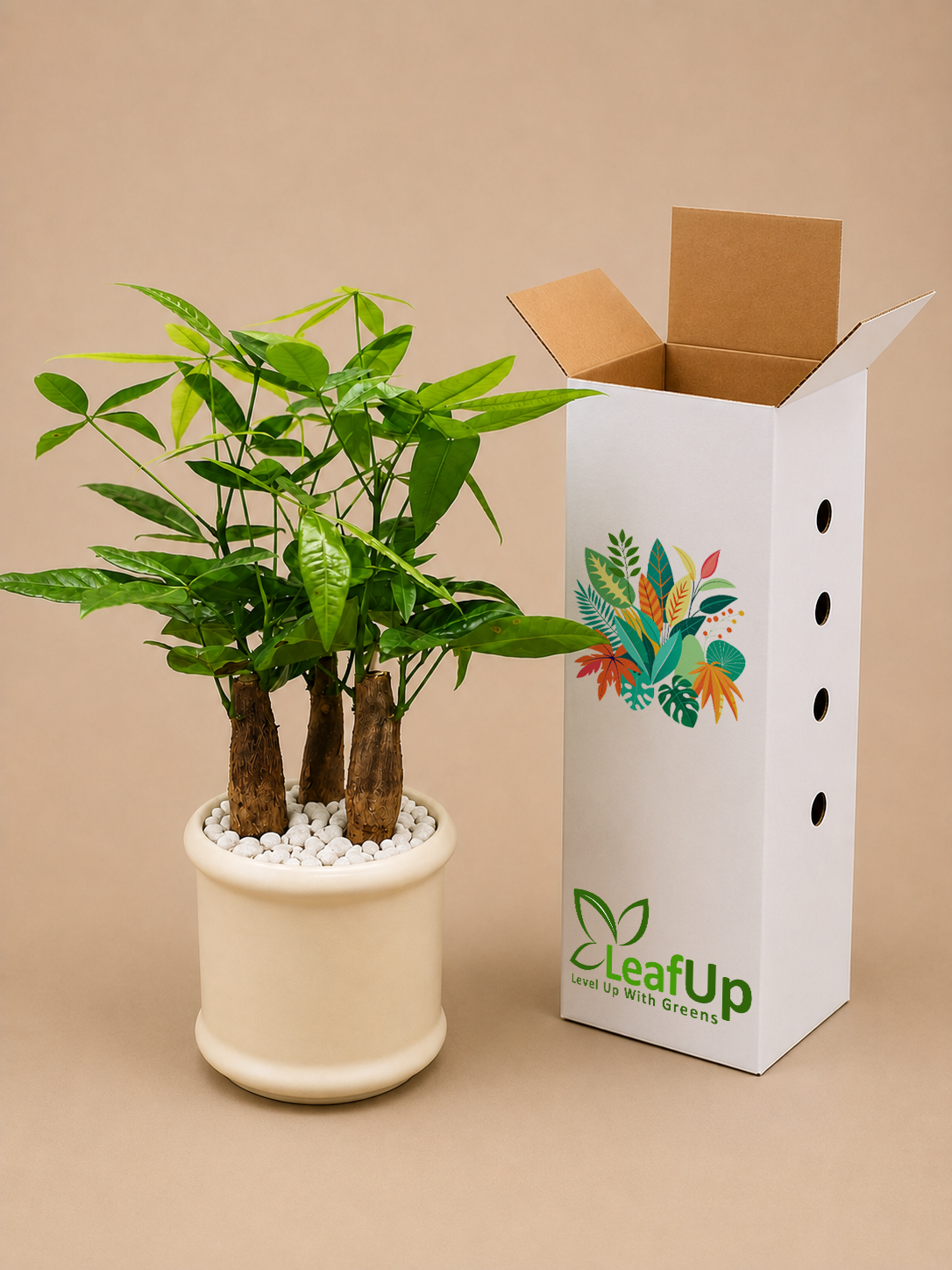 5 Pachira Bonsai - Ceramic Pillar Style Creme Pot