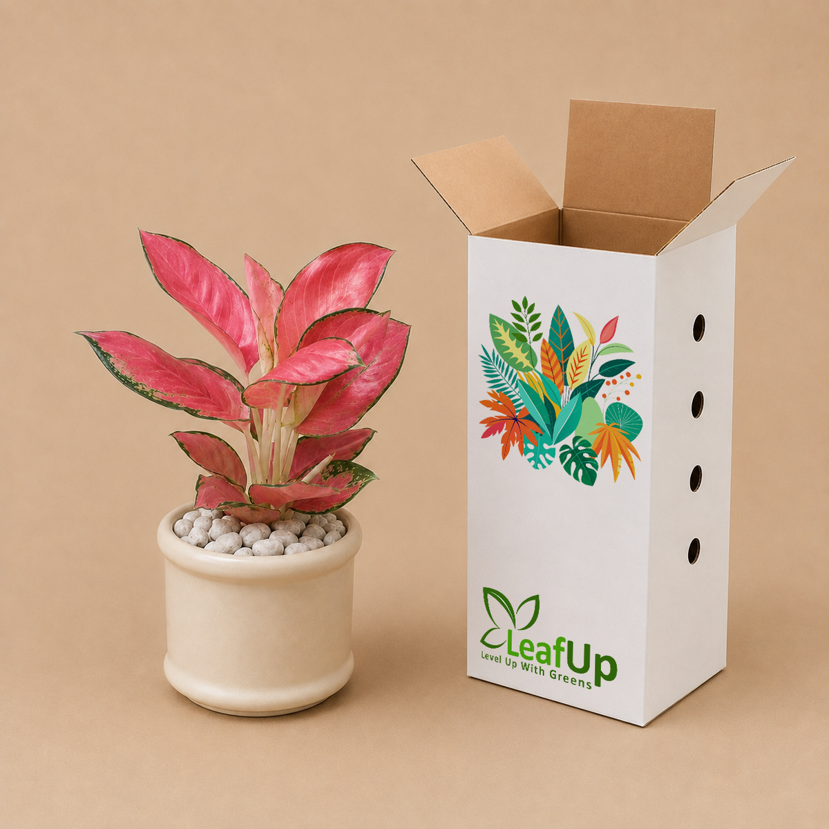 5 Aglaonema Pink Lady - Ceramic Pillar Style Creme Pot