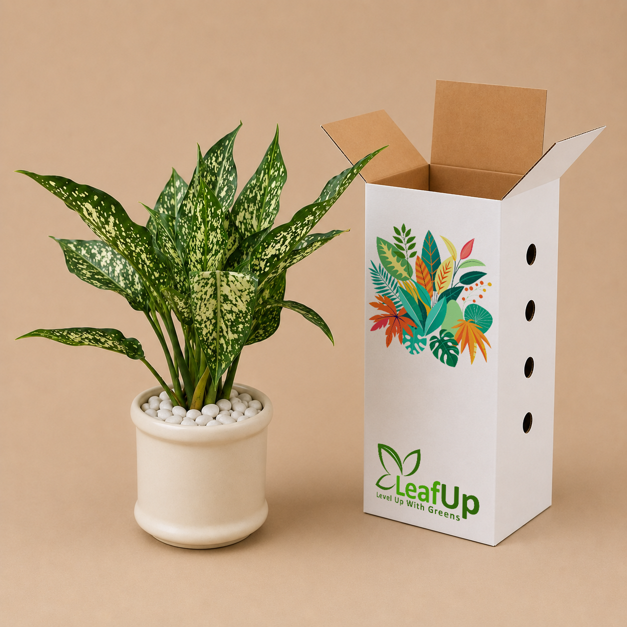 Aglaonema Snow White - Ceramic Pillar Style Creme Pot