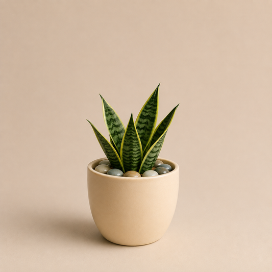 Celebrations - Snake Plant in Ceramic Pot