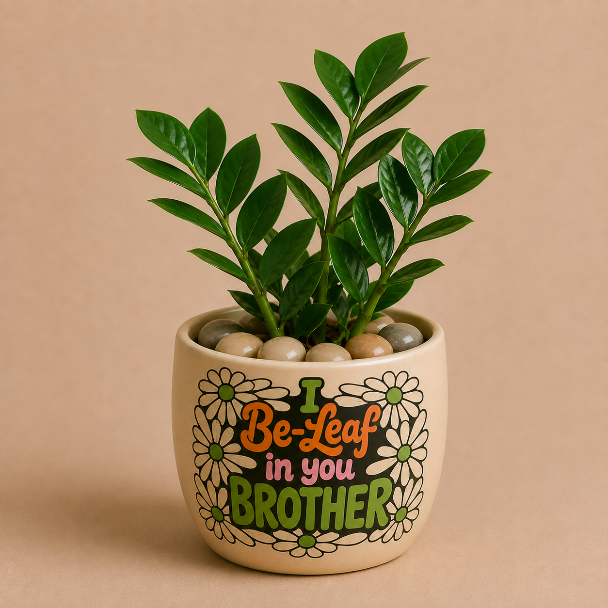 Celebrations - ZZ Plant in Ceramic Printed Pot