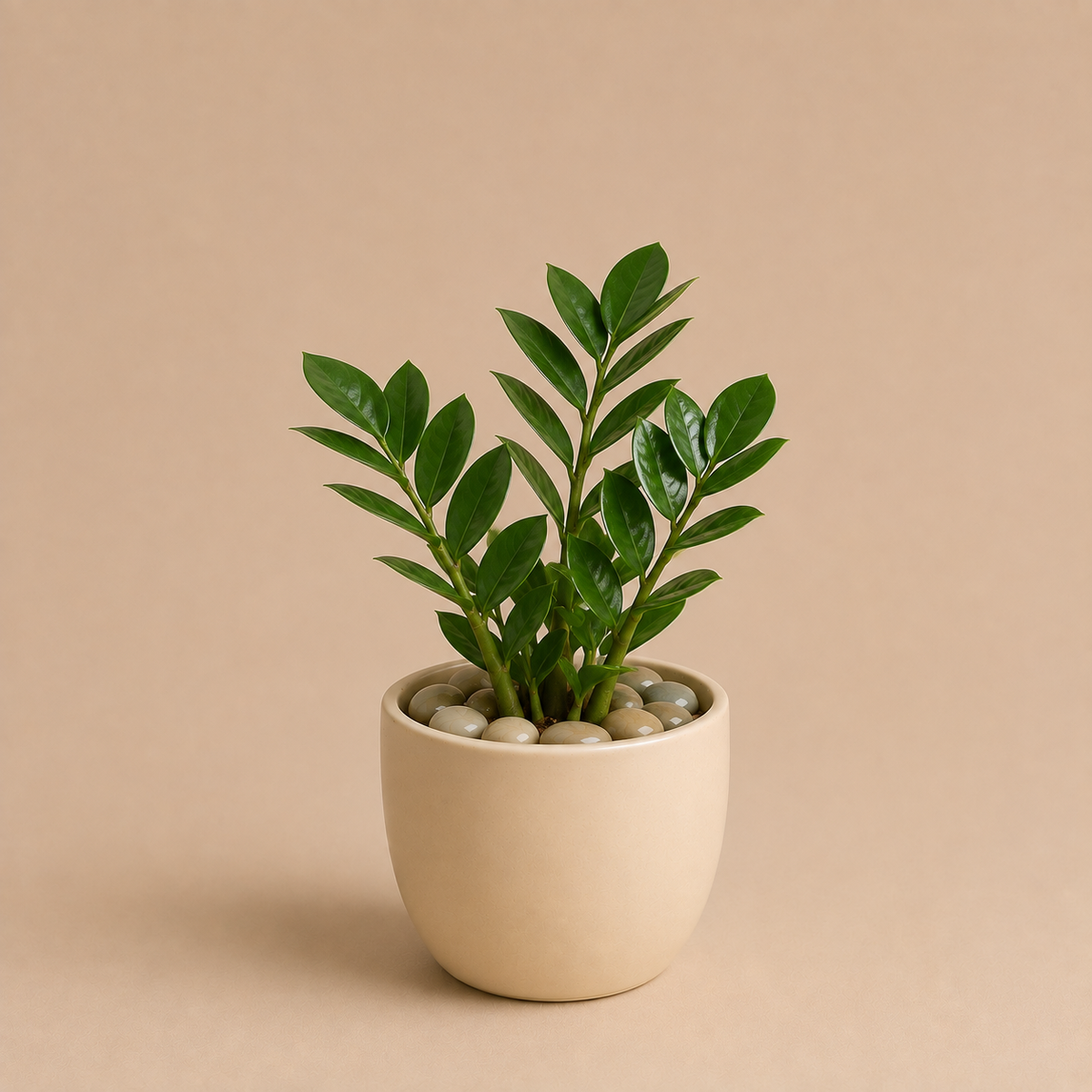 Click to Personalize - ZZ Plant in Ceramic Pot