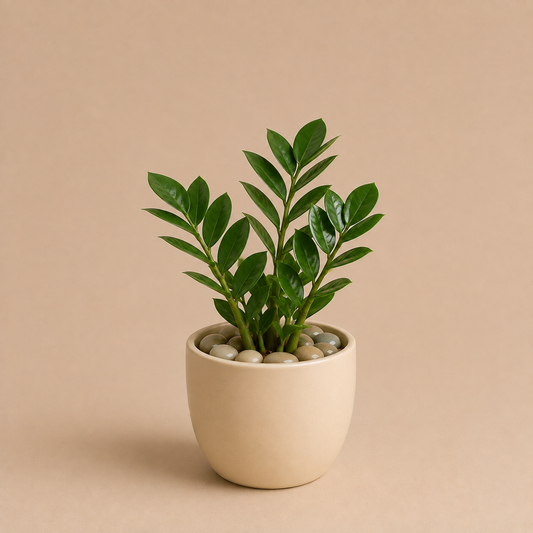 Celebrations - ZZ Plant in Ceramic Pot
