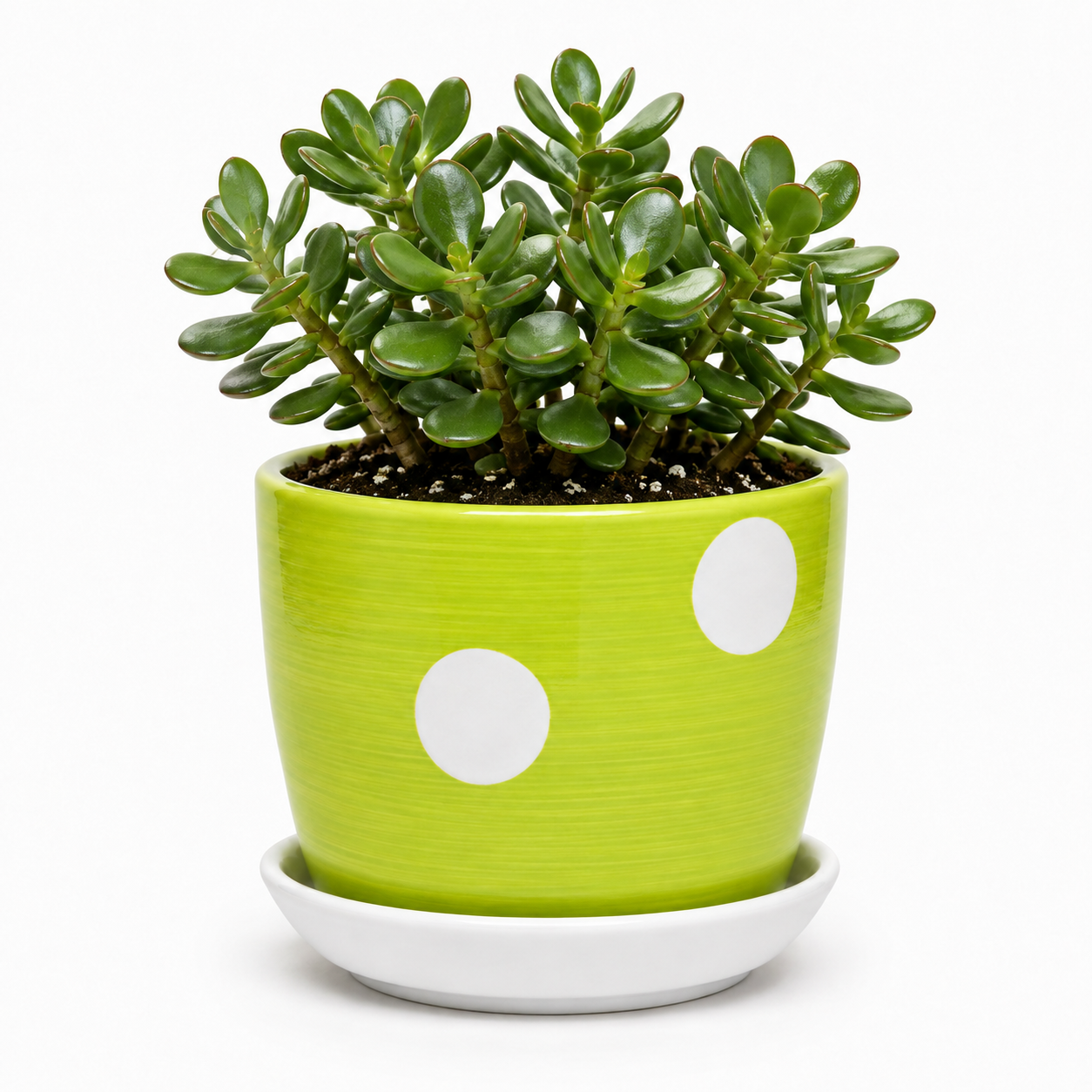 Jade - Ceramic Polka Dots Printed Pot