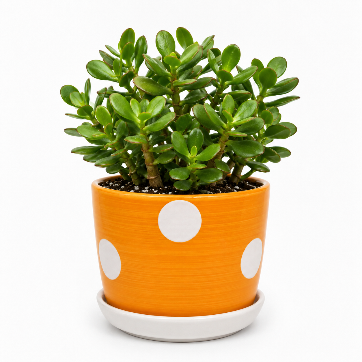Jade - Ceramic Polka Dots Printed Pot