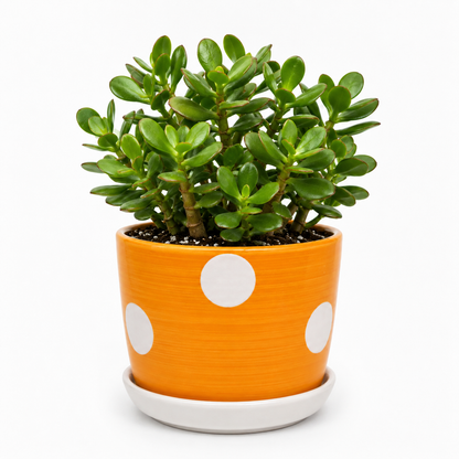 Jade - Ceramic Polka Dots Printed Pot