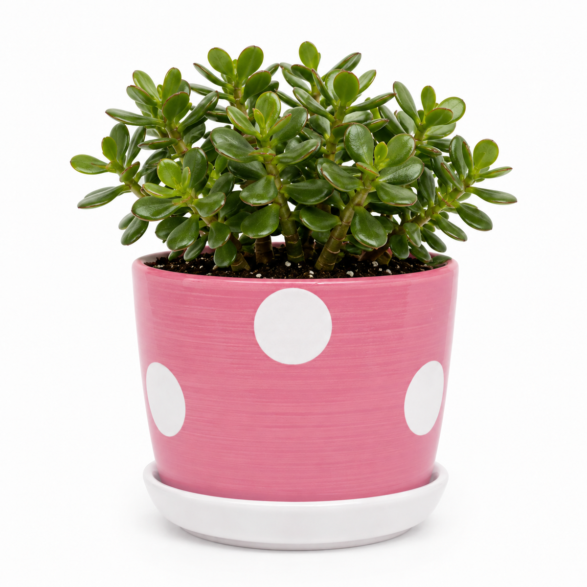 Jade - Ceramic Polka Dots Printed Pot