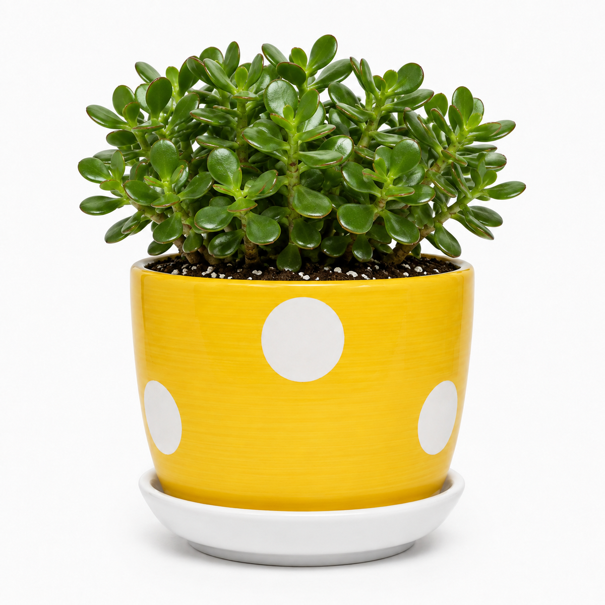 Jade - Ceramic Polka Dots Printed Pot