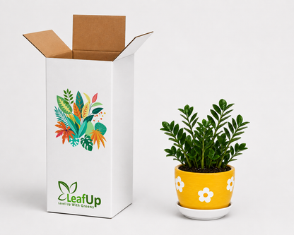 5 Zamia Palm - Ceramic Polka Flowers Pot