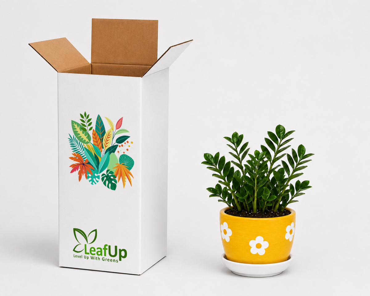 10 Zamia Palm - Ceramic Polka Flowers Pot