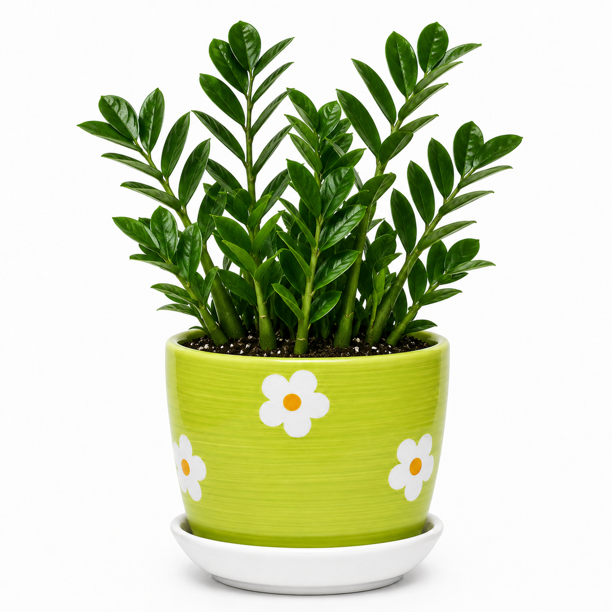 Zamia Palm - Ceramic Flowers Printed Pot