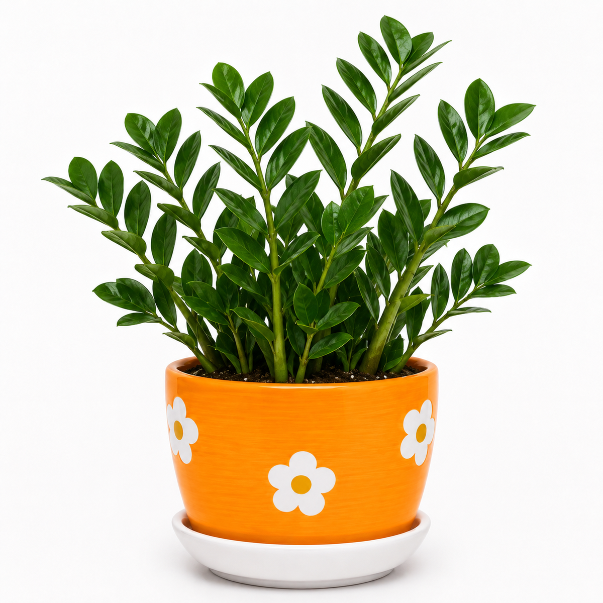 Zamia Palm - Ceramic Flowers Printed Pot