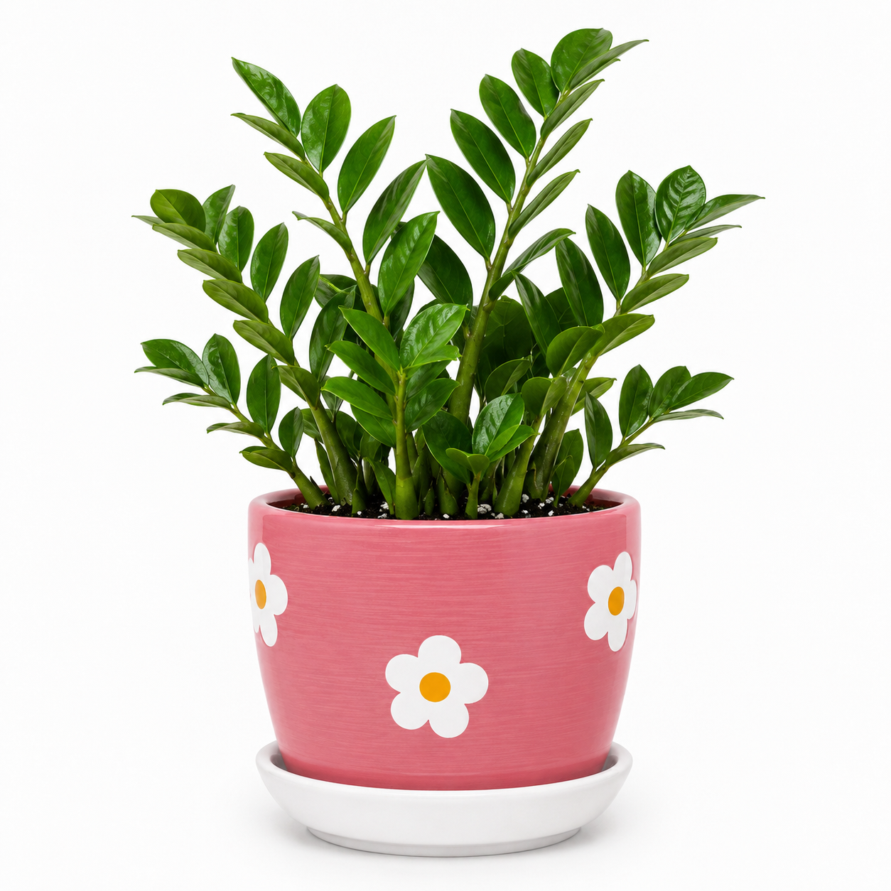 Zamia Palm - Ceramic Flowers Printed Pot