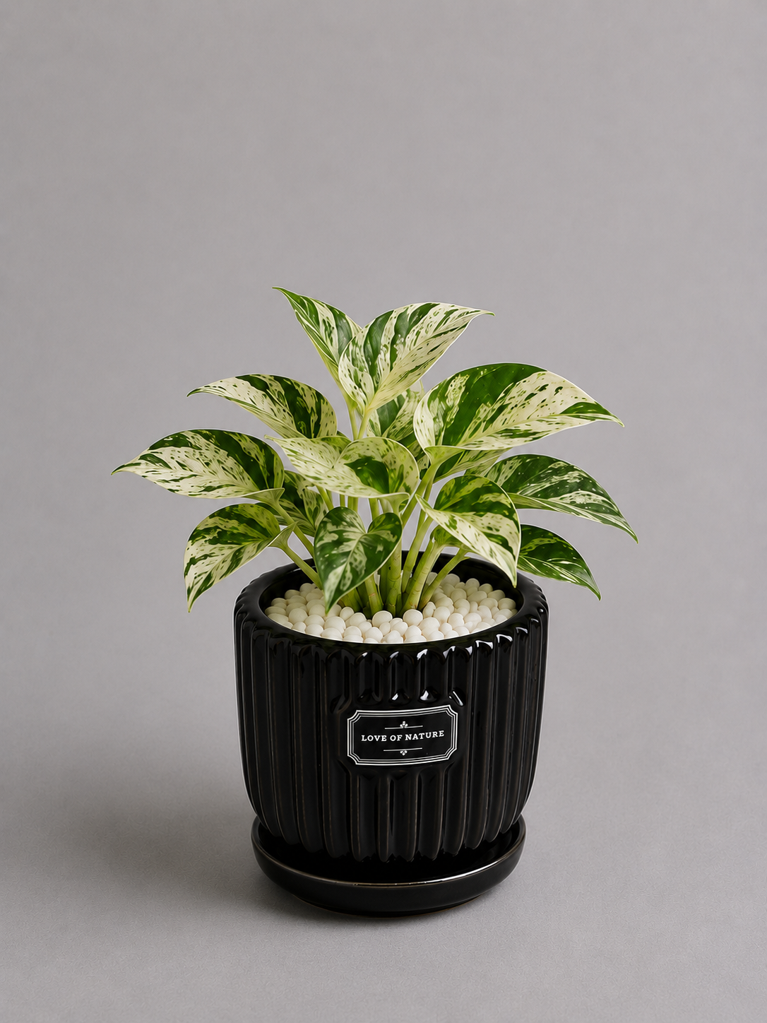 Marble Queen - Ceramic Front Label Printed Pot