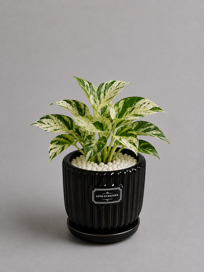 Marble Queen - Ceramic Front Label Printed Pot