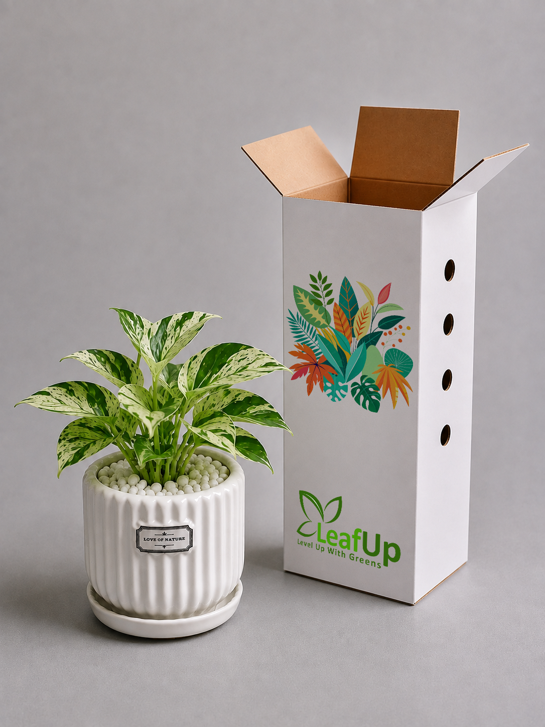 10 Marble Queen - Ceramic Front Label Printed Pot