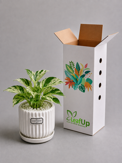 10 Marble Queen - Ceramic Front Label Printed Pot