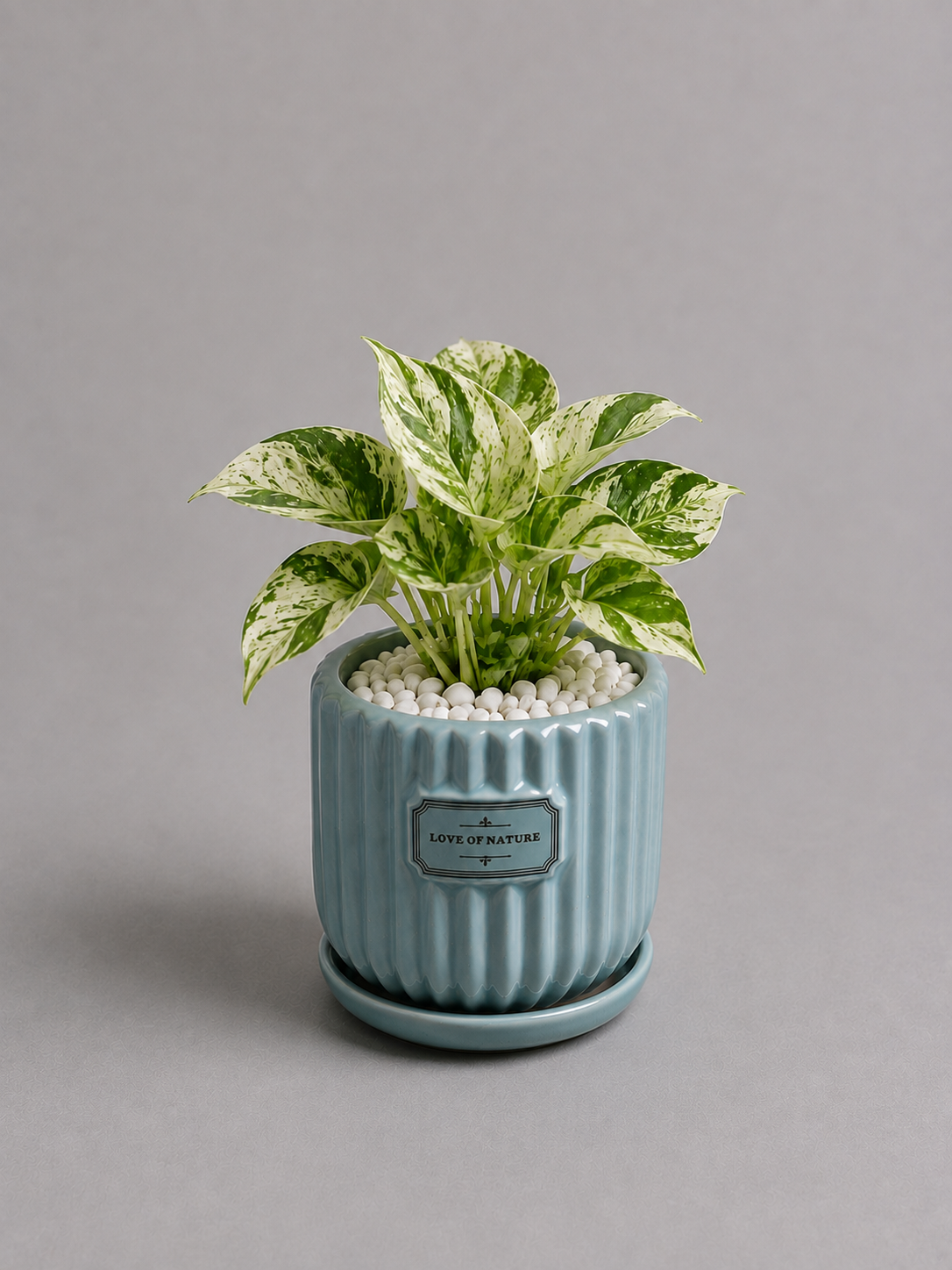 Marble Queen - Ceramic Front Label Printed Pot