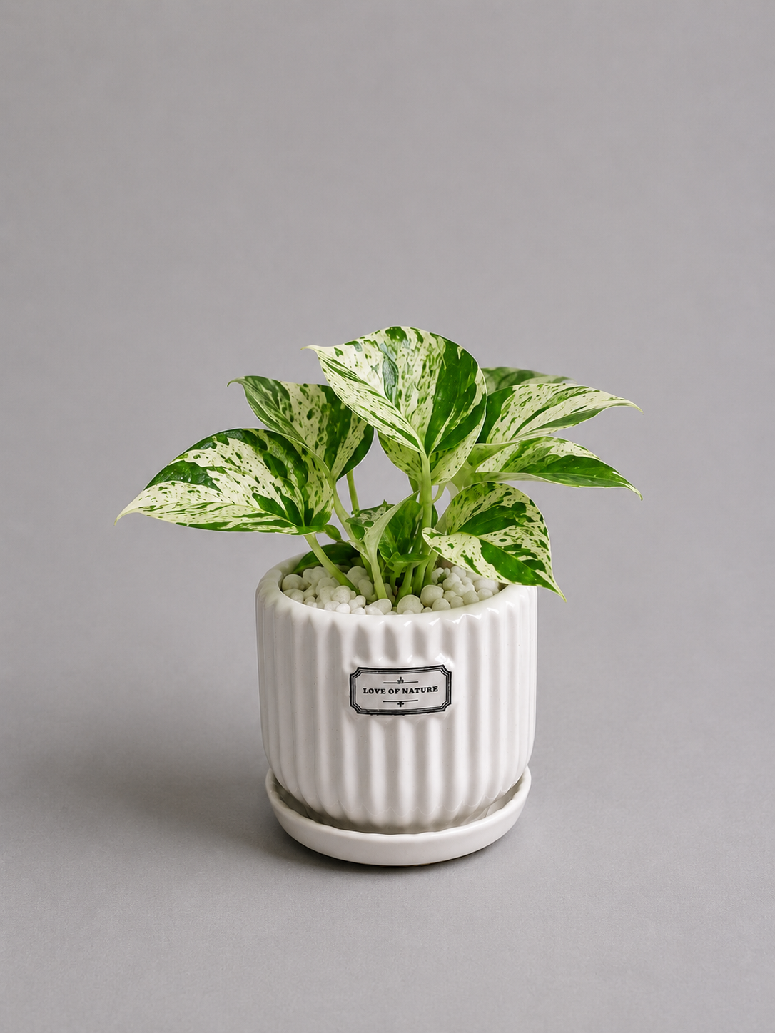 Marble Queen - Ceramic Front Label Printed Pot