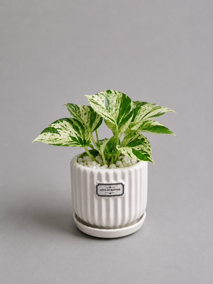 Marble Queen - Ceramic Front Label Printed Pot