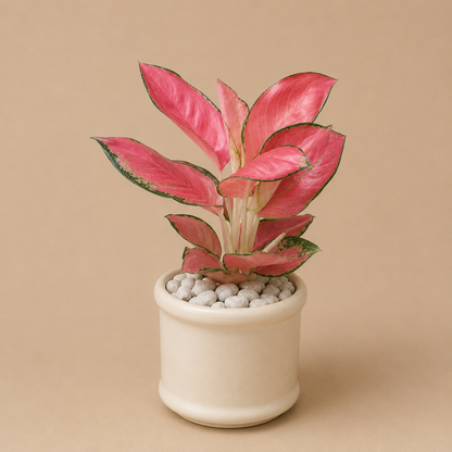 Aglaonema Pink Lady - Ceramic Pillar Style Creme Pot