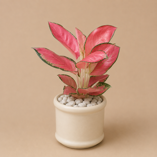 Aglaonema Pink Lady - Ceramic Pillar Style Creme Pot