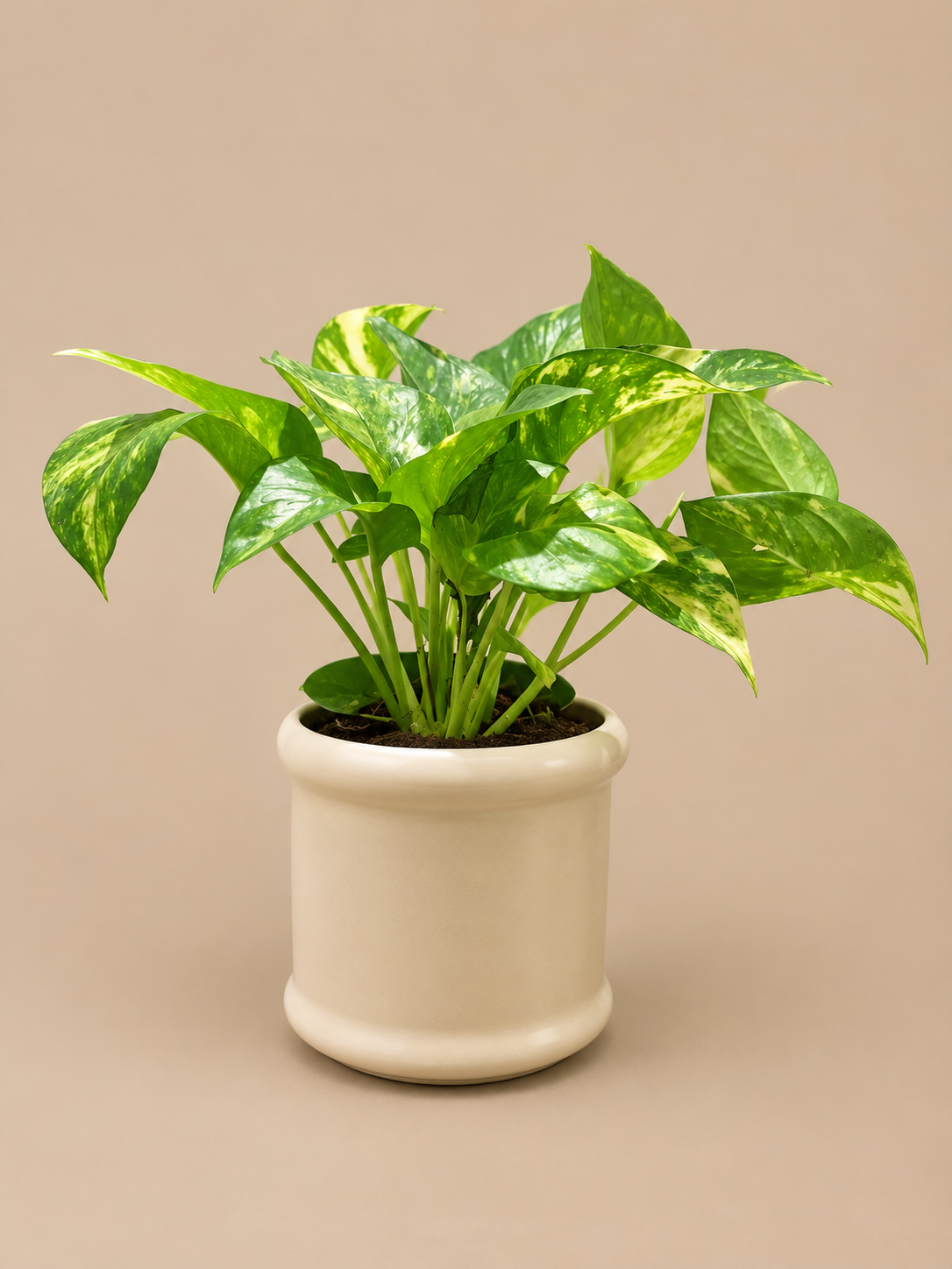 Marble Queen - Ceramic Pillar Style Creme Pot
