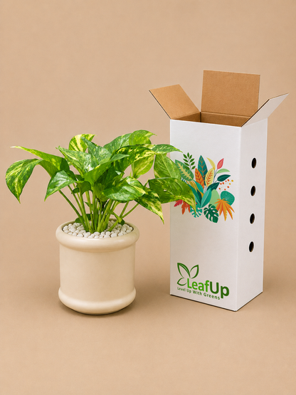 Marble Queen - Ceramic Pillar Style Creme Pot