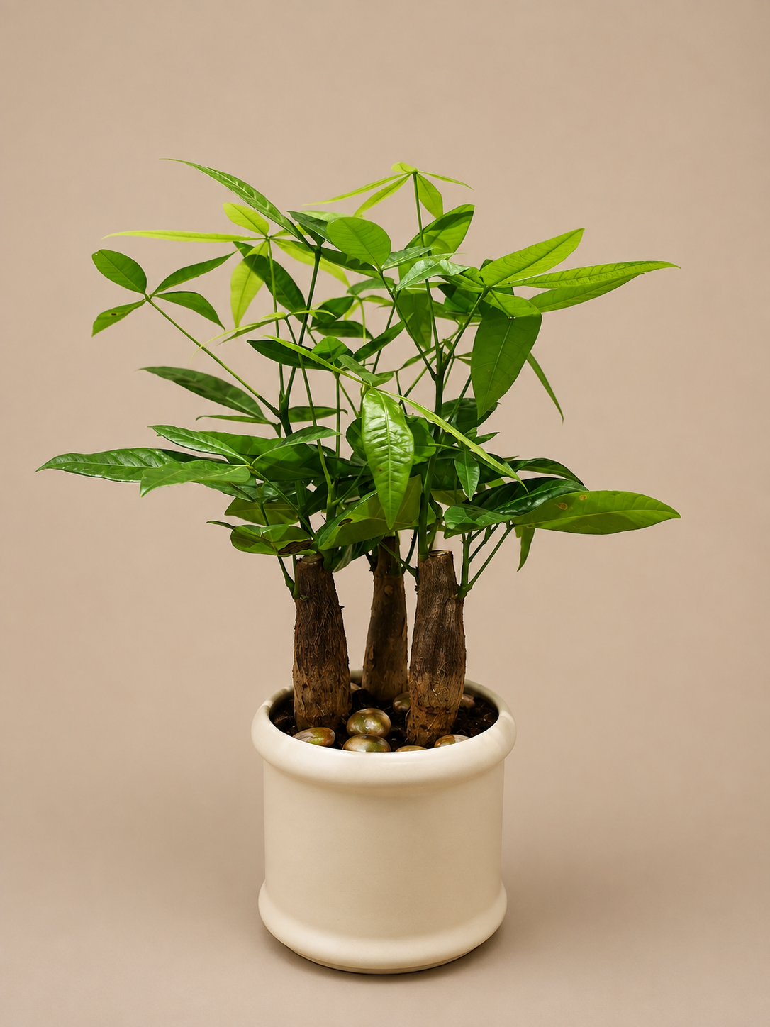 Pachira Bonsai - Ceramic Pillar Style Creme Pot