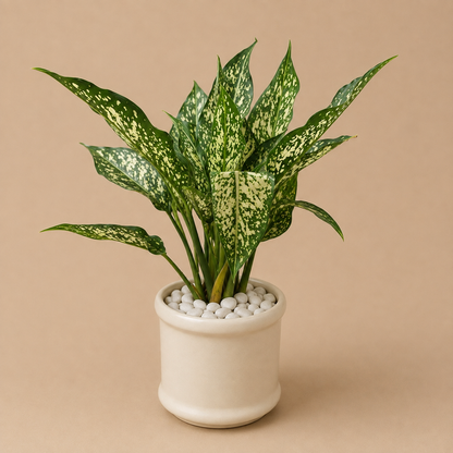 Aglaonema Snow White - Ceramic Pillar Style Creme Pot