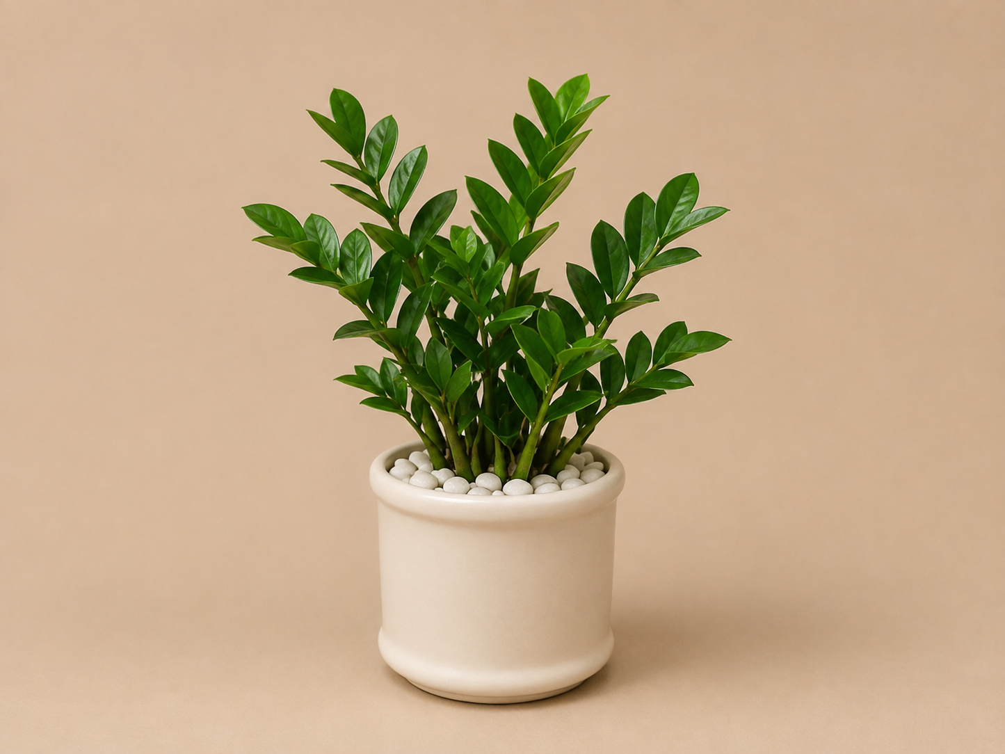 Zamia Palm - Ceramic Pillar Style Creme Pot